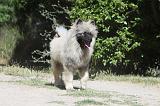 SPITZ LOUP 003